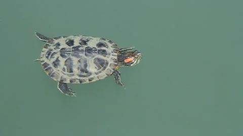 Pond slider (Trachemys scripta) swims on the pond Stock Footage 321367794