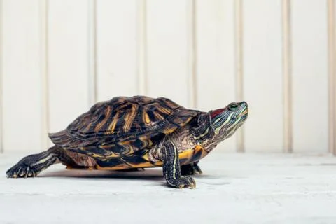 Pond slider turtle Stock Photos