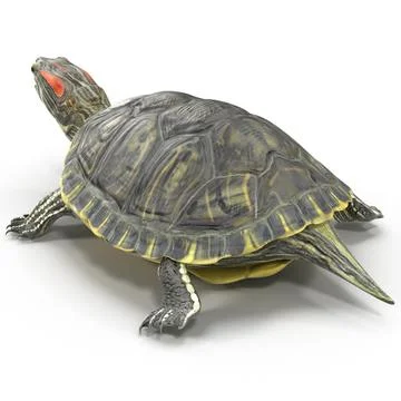 Pond Slider Turtle Rigged for Cinema 4D ~ 3D Model #91496744