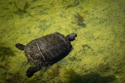 The pond slider turtle (Trachemys scripta) is swimming in a pond on a sunny d Stock Photos