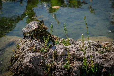 The pond slider turtle (Trachemys scripta) is basking in the sun on a rock in Stock Photos
