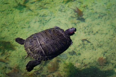 The pond slider turtle (Trachemys scripta) is swimming in a pond on a sunny d Stock Photos