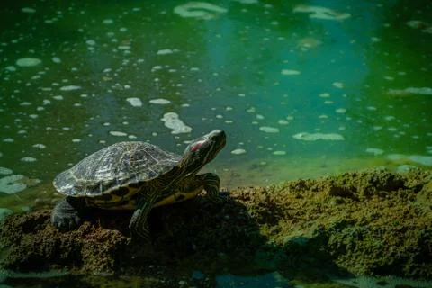 The pond slider turtle (Trachemys scripta) is basking in the sun on a rock in Stock Photos