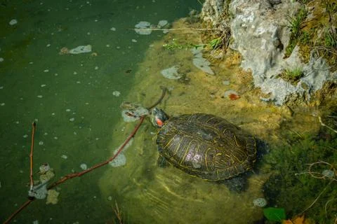 The pond slider turtle (Trachemys scripta) is basking in the sun on a rock in Stock Photos