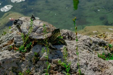 The pond slider turtle (Trachemys scripta) is basking in the sun on a rock in Stock Photos