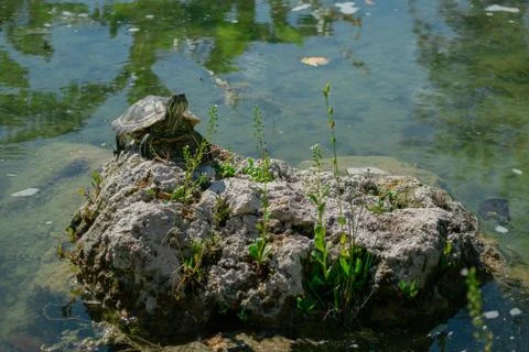 The pond slider turtle (Trachemys scripta) is basking in the sun on a rock in Stock Photos