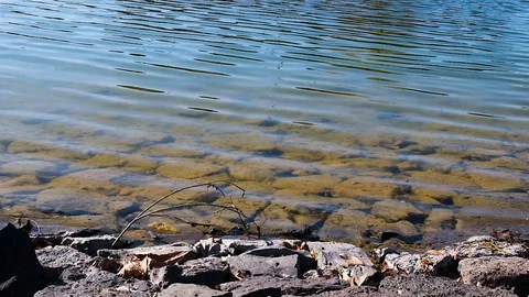 Pond slow motion Stock Footage 125681716