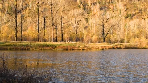 A pond with a small current from the wind and beautiful autumn trees on a warm a Stock Footage 117822380