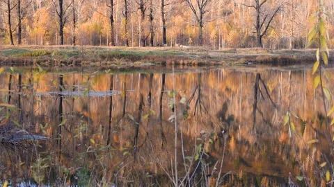 A pond with a small current from the wind and beautiful autumn trees on a warm a Stock Footage 117822390