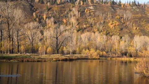 A pond with a small current from the wind and beautiful autumn trees on a warm a Stock Footage 118692516