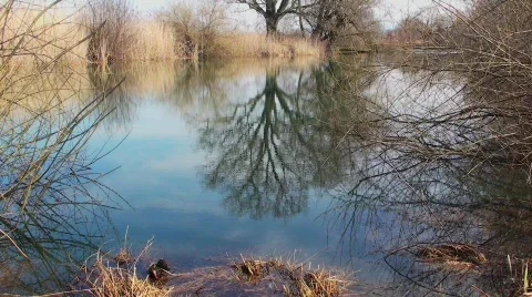 Pond / Small Lake Vidéo 752636
