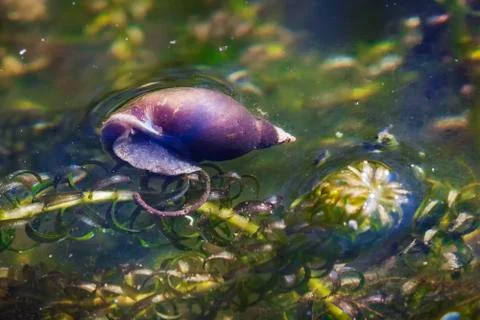 Pond snail Photos