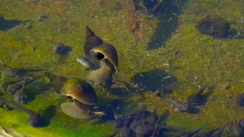 Pond Snails Breathing on the Surface Stock Footage 102520493