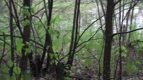 Pond sounds loud frogs in spring wetland, first green up Stock Footage 274747352