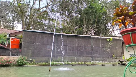 Pond Spray Motion. Backyard Pond Flow. Gentle Pond Movement Stock Footage 311652575