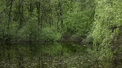 Pond in spring with floating wild ducks. Stock Footage 197533013