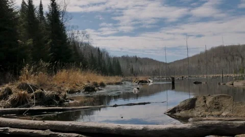 Pond Spring Stock Footage 272469123