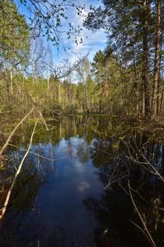 Pond in the spring forest. Stock Photos