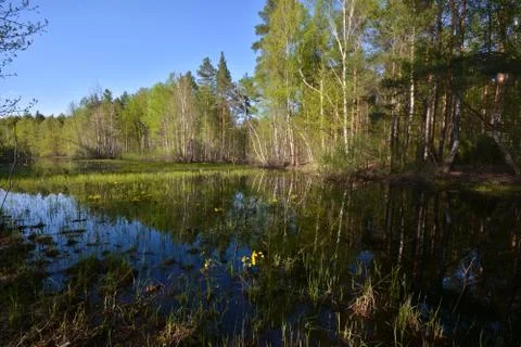 Pond in the spring forest. Stock Photos