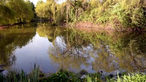 Pond in a spring park with reflection of trees no sound Stock Footage 137932414