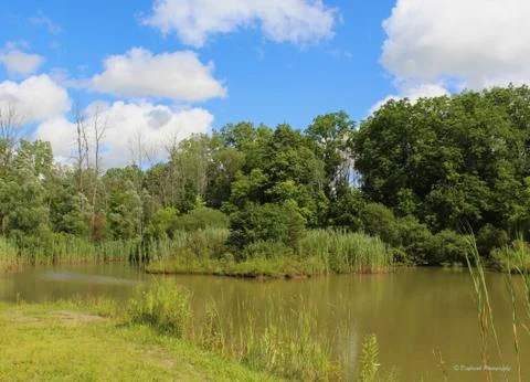 Pond in the spring Stock Photos