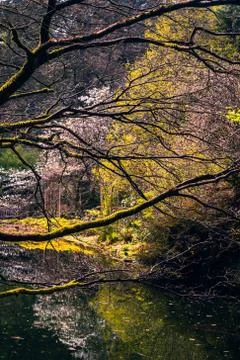 Pond in Springtime Stock Photos