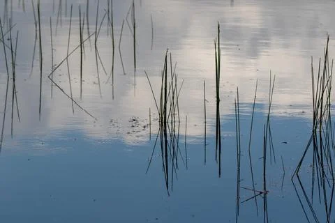 A pond with stems and their reflection Stock Photos