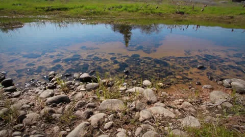 Pond Still Water Stock Footage 25593429