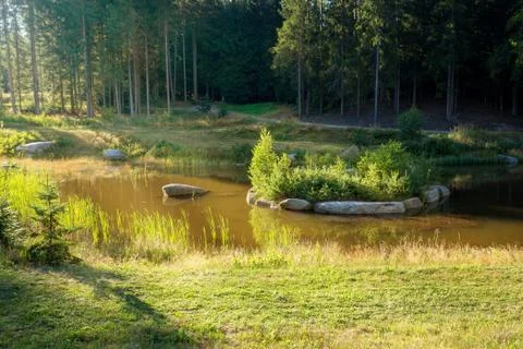 Pond in the summer forest Foto stock