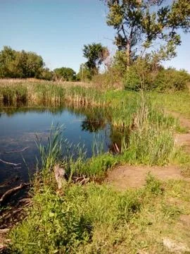 Pond in summer Stock Photos