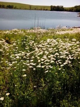 Pond in summer Stock Photos