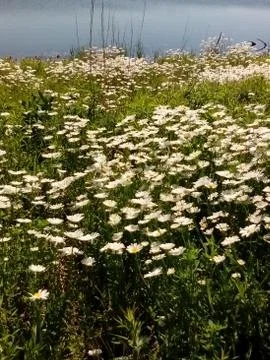Pond in summer Stock Photos