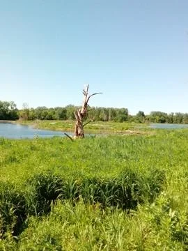 Pond in summer Stock Photos