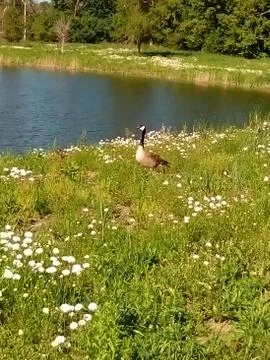 Pond in summer Stock Photos