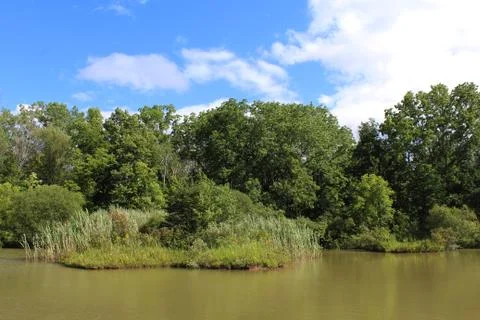 Pond in the summer Stock Photos