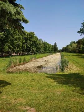 Pond in summer 写真素材