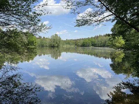 Pond in summer Fotos de archivo