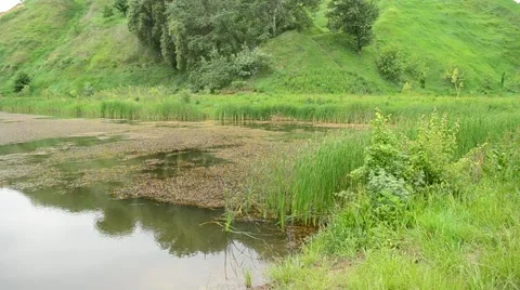 Pond in summer with trees and grass in the background Stock Footage 52684365