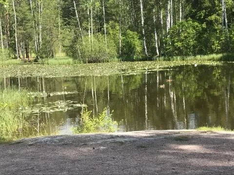 Pond in a summertime forest Stock Photos