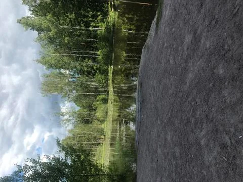 Pond in a summertime forest Stock Photos