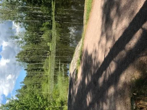 Pond in a summertime forest Foto stock