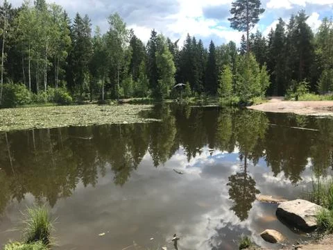 Pond in a summertime forest Stock Photos