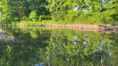Pond on a Sunny Day Stock Footage