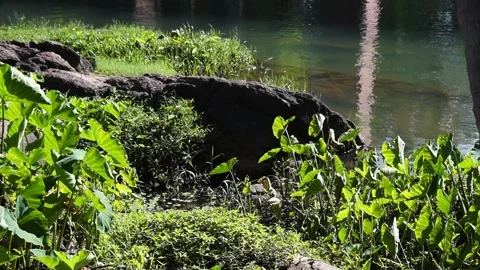 A pond on a sunny day Stock Footage 288396853