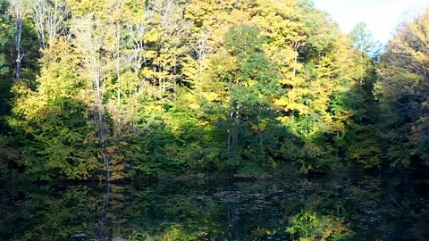 Pond at sunrise Stock Footage 218365181