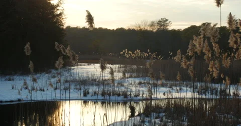 Pond at sunset Stock Footage 53850691