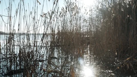 Pond in the sunshine Stock Footage 104733275
