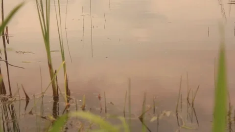Pond Surface Closeup Stock Footage 82915394