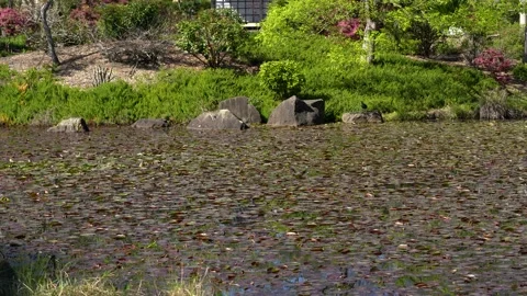 Pond surface coevered with water lily leaves. Stock Footage 131362827