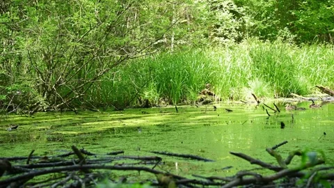 Pond surface covered by algae and branches in forest wetland. Ducks are swimming Stock Footage 338200051